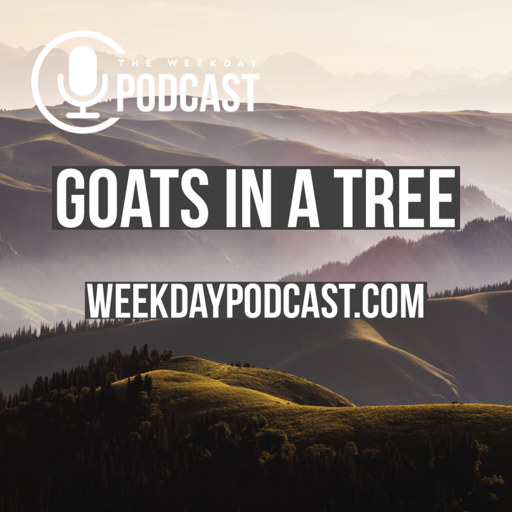 Goats in a Tree Image