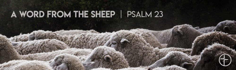 A Word From the Sheep Image